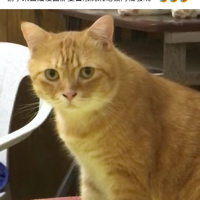 迷途小書僮
