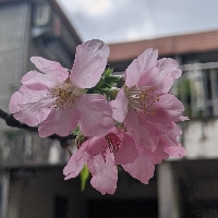 pasuya1012