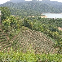 ju