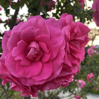 叫爸爸