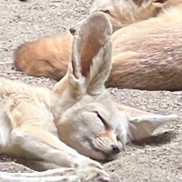 賓果