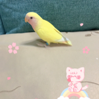 阿萍