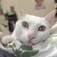 奈米宏
