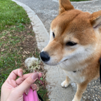 蘿蔔糕